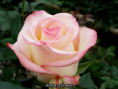 /album/fotogaleria/rozsak-001-0-png/