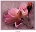 /album/fotogaleria/v10-jpg/