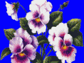 /album/fotogaleria/vi2-gif/